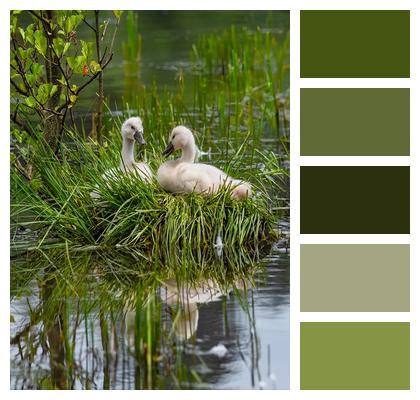 Swans Swan Chicks Birds Image